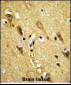 MOBP Antibody (N-term)